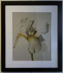 White Iris by Lawrence Lehman