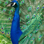 KONICA MINOLTA DIGITAL CAMERA