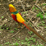 KONICA MINOLTA DIGITAL CAMERA