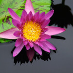 KONICA MINOLTA DIGITAL CAMERA