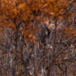 Can you spot the Lynx? He ran across the road in front of the bus which is the only reason the bus driver knew to stop. This guy was really hard to see and I didn't even know I had anything until I got home and looked at the images on the big monitor. Of the 15 frames I shot this was one of only two where you could tell there was anything there.