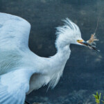 Hungry Snowy Egret Finds Breakfast in Ding Darling Preserve