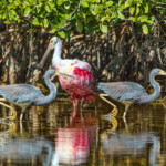 Roseate Spoonbill and 2 Tricolored Herons feeding in the shallow waters of Ding Darling Preserve, FL
