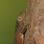 Chameleon Gecko - New Caledonia