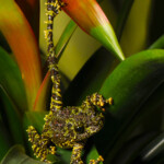 Vietnamese Mossy Frog