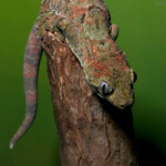 Mossy Gecko - New Caledonia