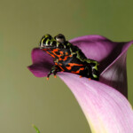 Fire Belly Toad - China