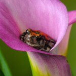 Ornate Hopper -Madagascar