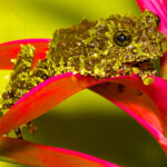 Vietnamese Mossy Frog Theloderma corticale