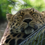 Amur Leopard