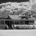 Jongenelen, Bonifatius