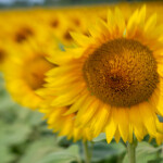 Moody, Mark Moody, Mark