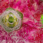 frozen carnations and jinglebells